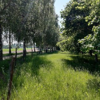 Retki Euran ja Köyliön viikinkiajan maisemiin La 9.5.2026 | Satakunnan Museo