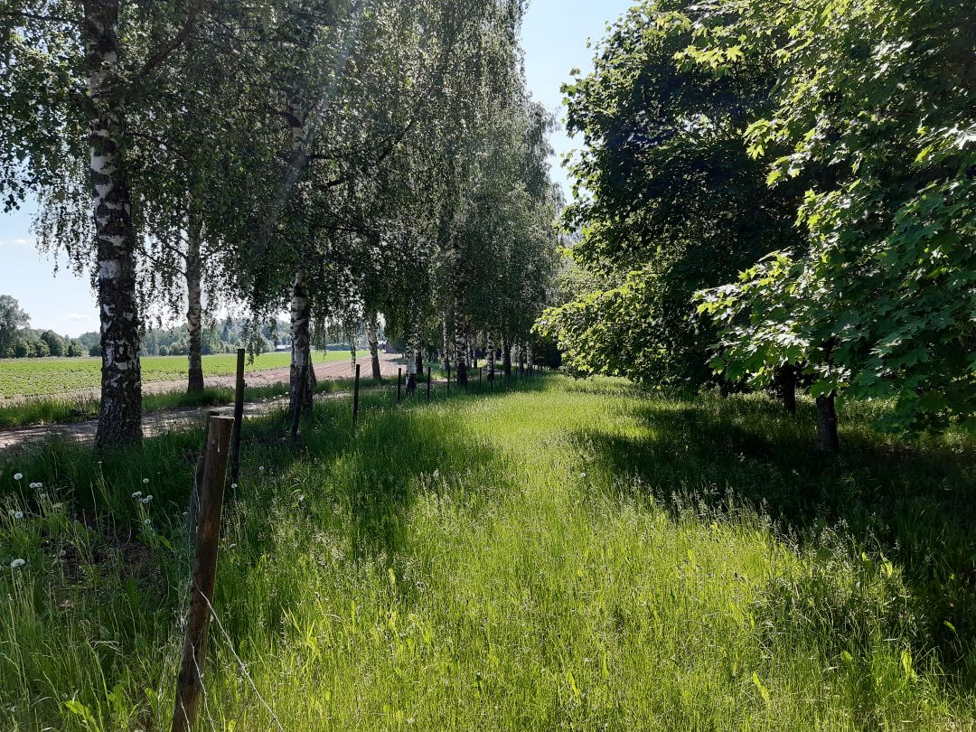 Retki Euran ja Köyliön viikinkiajan maisemiin La 9.5.2026 | Satakunnan Museo